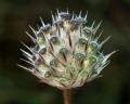 Cephalaria transsylvanica
